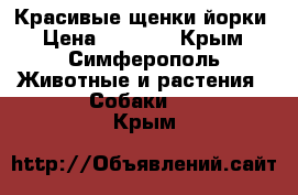 Красивые щенки йорки › Цена ­ 8 000 - Крым, Симферополь Животные и растения » Собаки   . Крым